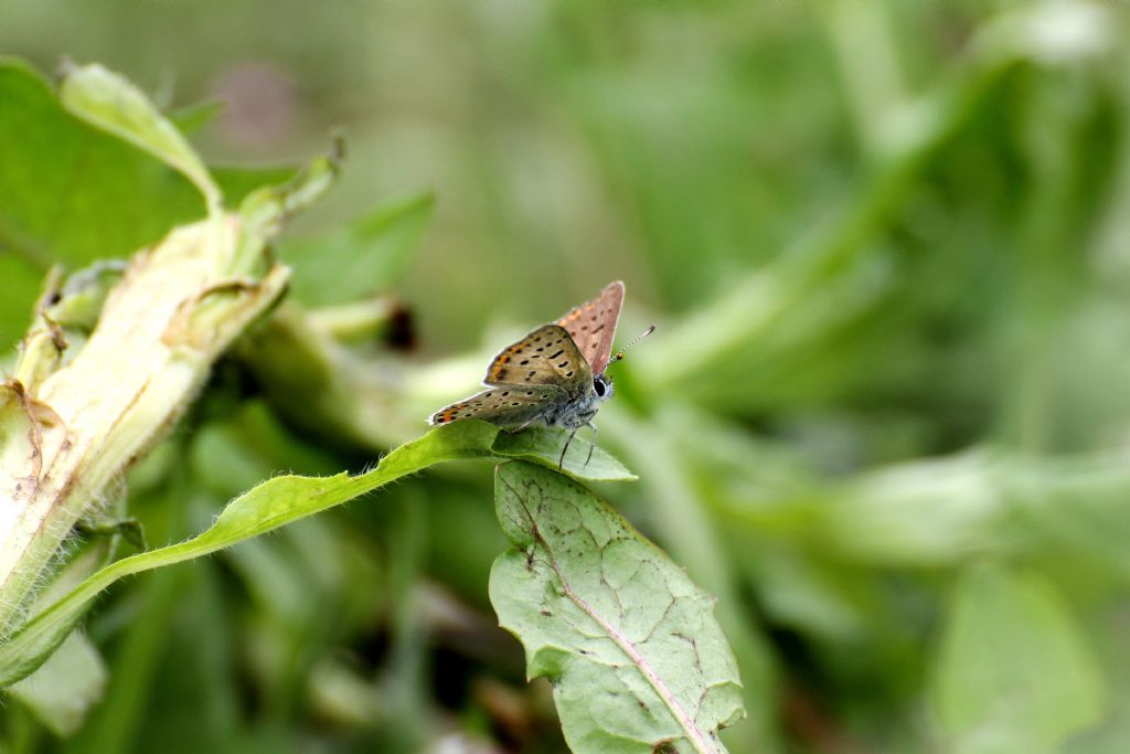 Lycaena tityrus maschio